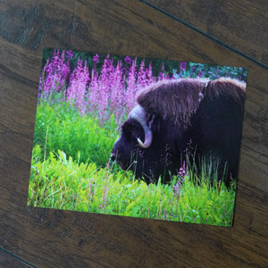 Musk Ox Postcard