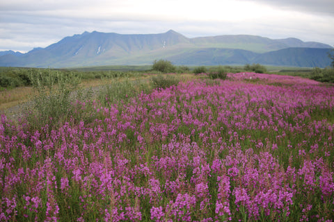 Prints by Beverly Demientieff